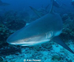 Caribbean Reef Shark taken in Roatan, Honduras by Ken Penner 
